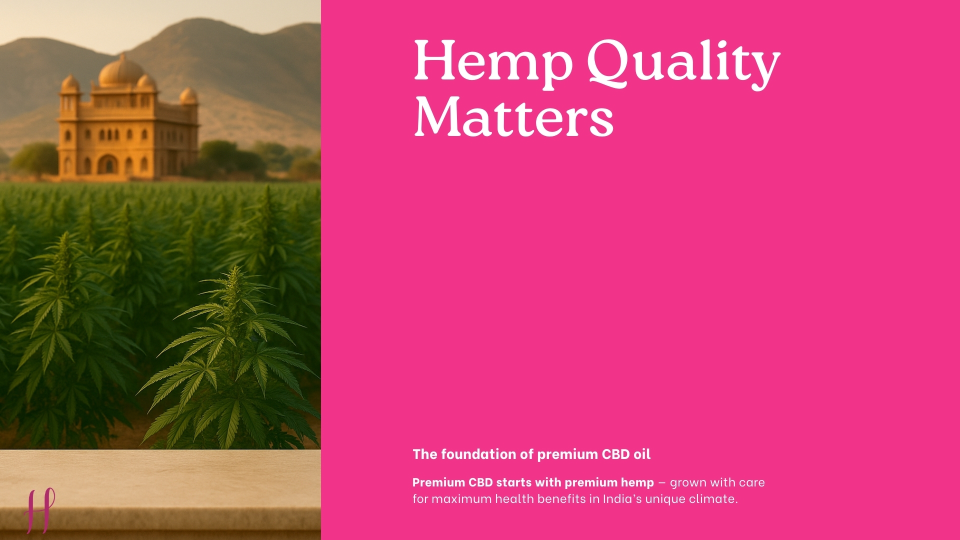 Hemp field in India highlighting the foundation of premium CBD oil quality